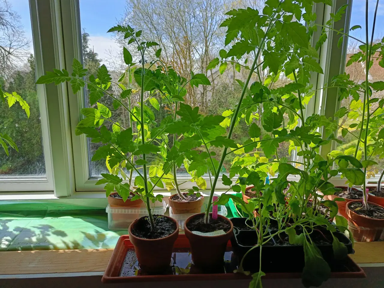 Billede 2 - Mange forskellige tomatplanter