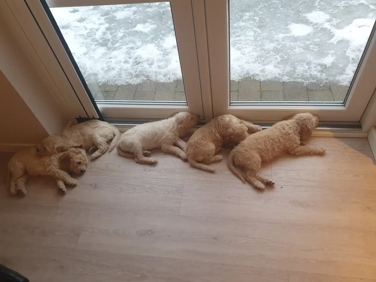 Billede 2 - Labradoodle hvalpe 