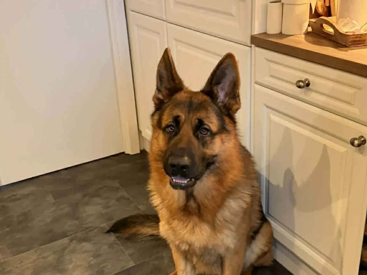 Billede 5 - Smuk, dejlig og kærlig schæferhan på 17 måneder