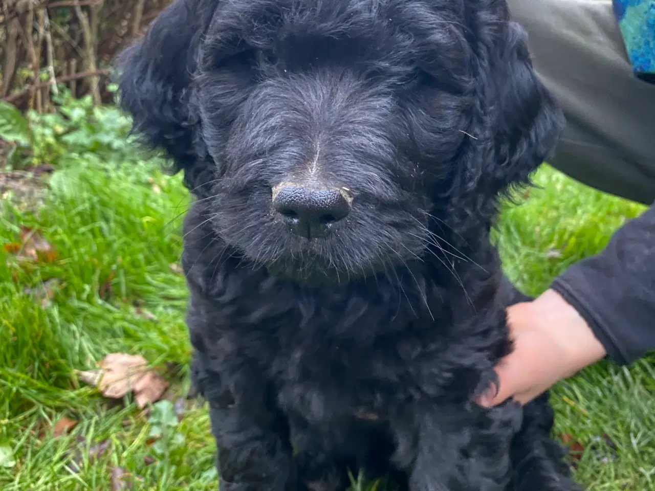 Billede 2 - Rejseklar Goldendoodle dreng