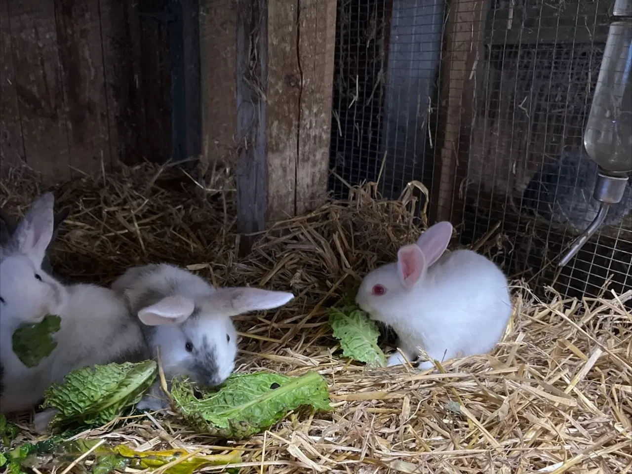 Billede 2 - Dværg kanin unger