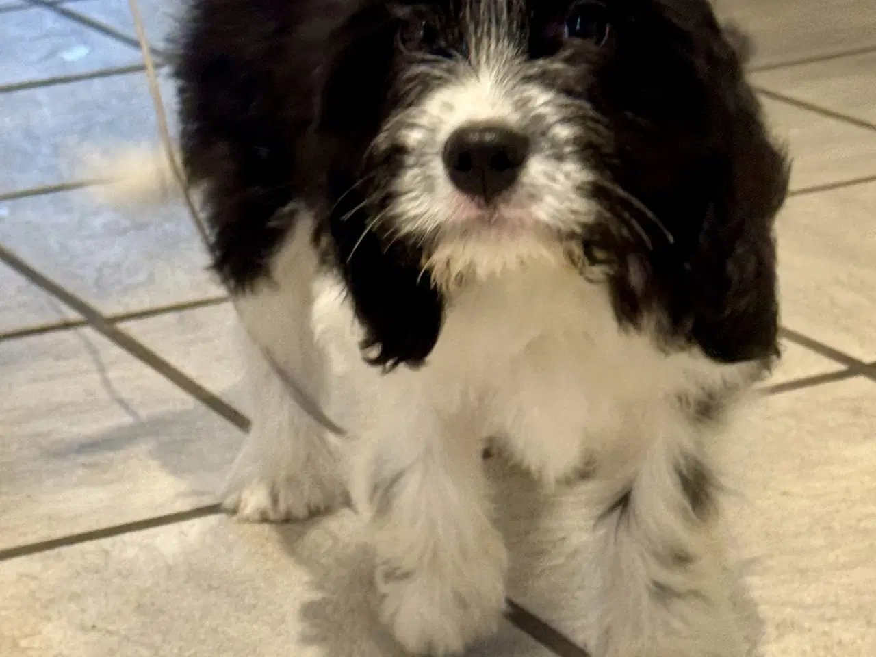 Billede 1 - Cavapoo Mix