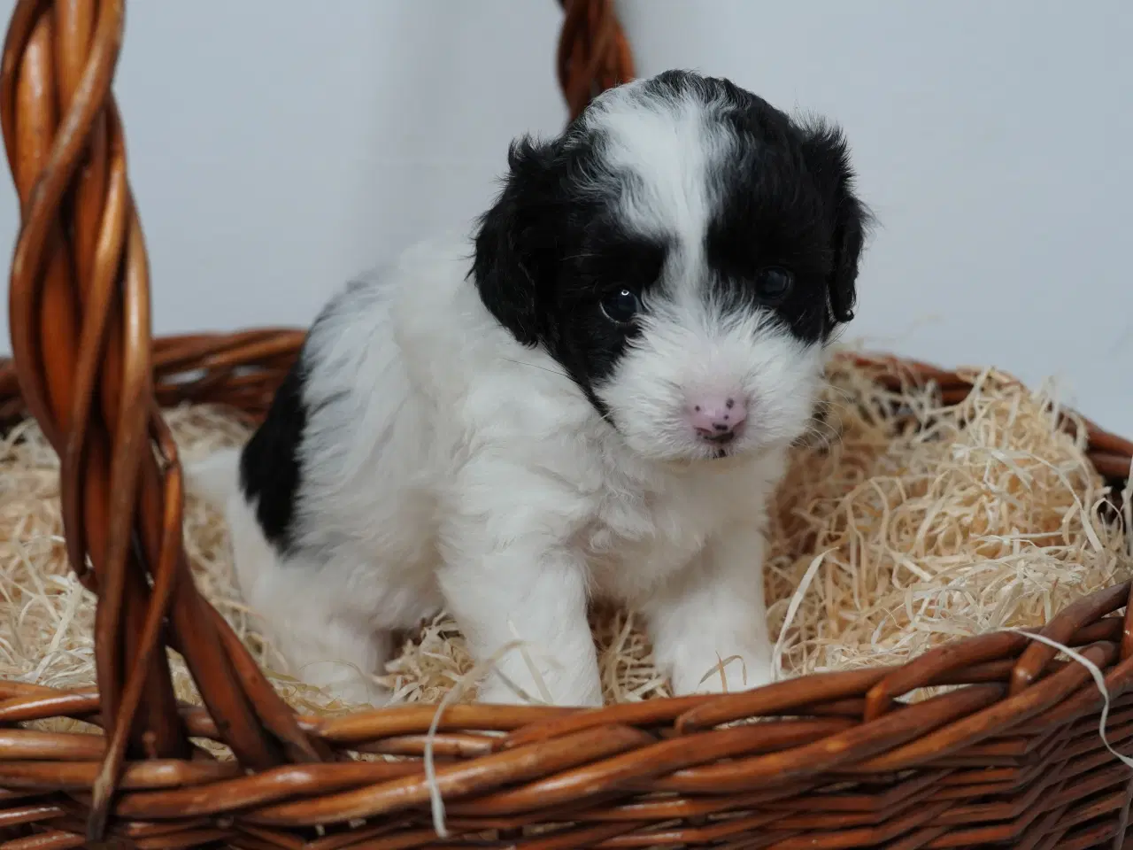 Billede 5 - Coton poo hvalpe