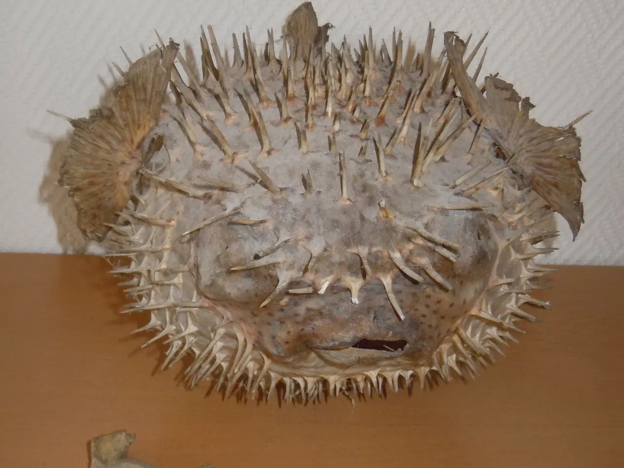 Billede 1 - PINDSVINEFISK/KUGLEFISK TIL OPHÆNGNING (UDTØRRET)