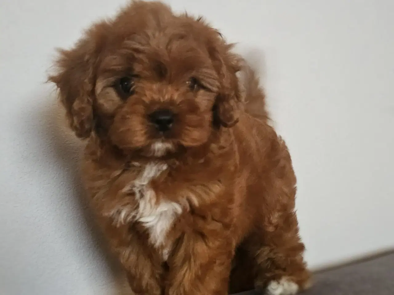 Billede 1 - Julehvalpe Cavapoo 