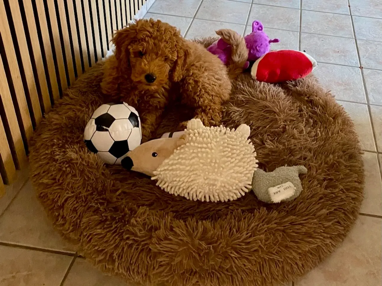 Billede 3 - Labradoodle F1bb MINI 10 uger.