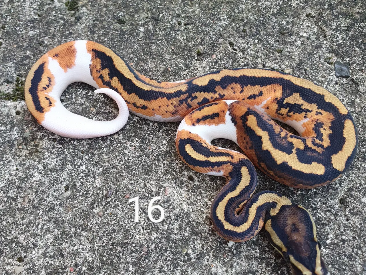 Billede 4 - Pied kongepythons. Opdateret.