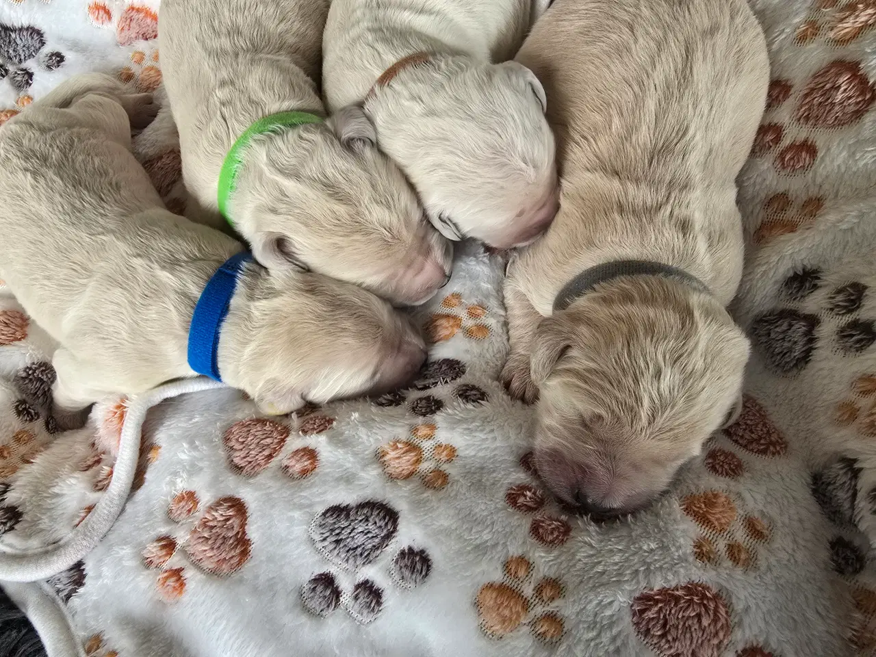 Billede 14 - Golden doodle hvalpe