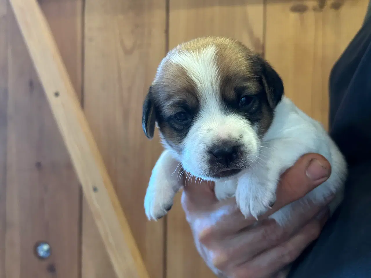 Billede 6 - Hvalpe Dansk/Svensk gårdhund blanding
