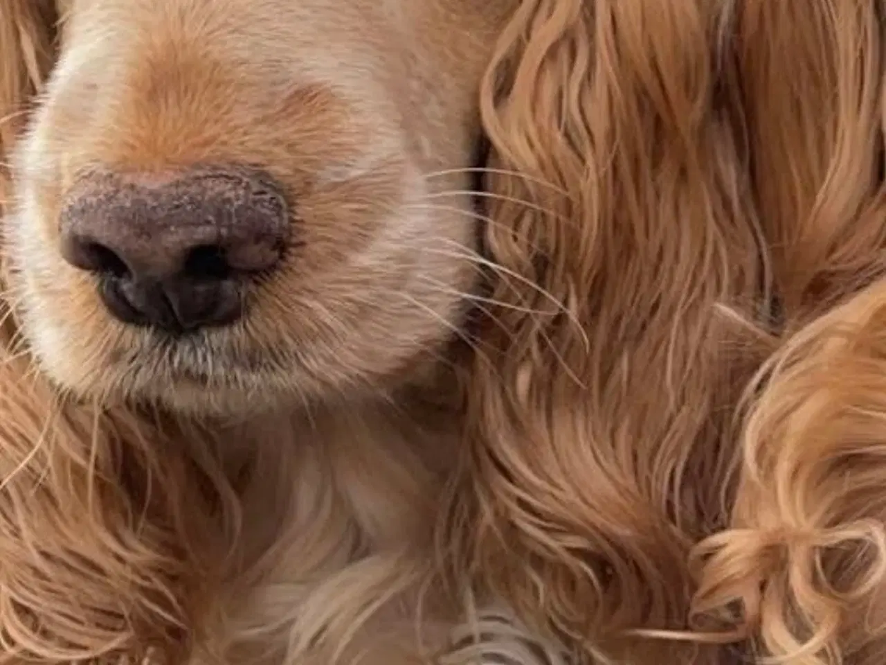 Billede 7 - Hvalpe på vej 