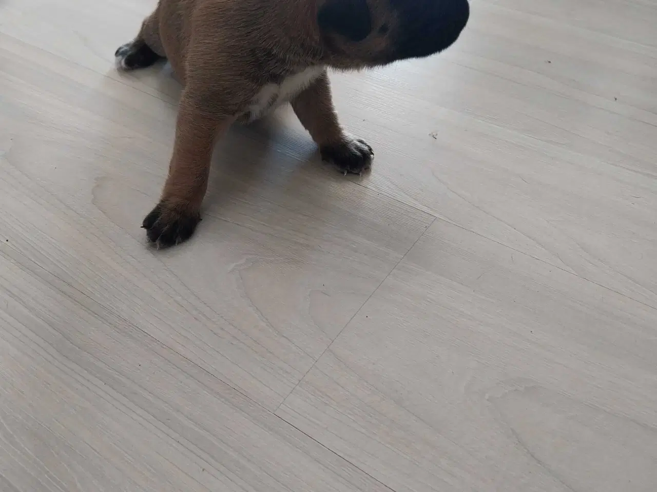 Billede 6 - Boxer