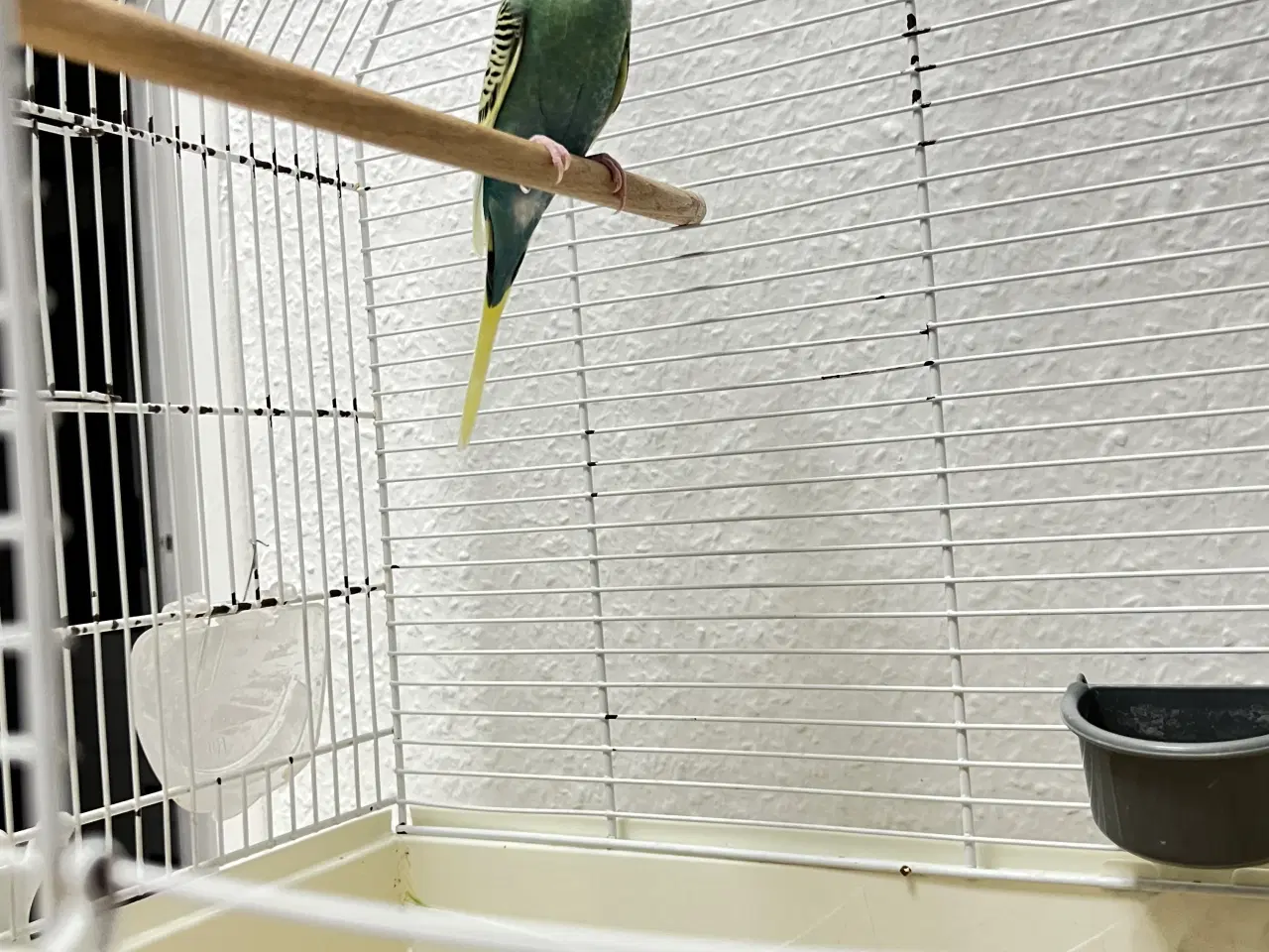 Billede 1 - Hun undulat