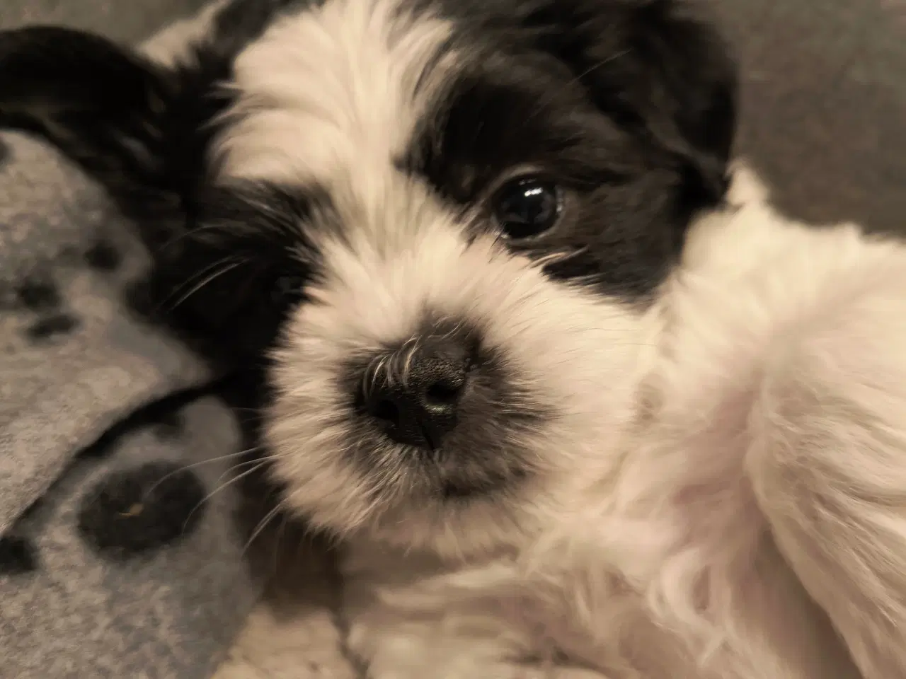 Billede 6 - Coton de Tulear / Lhasa apso