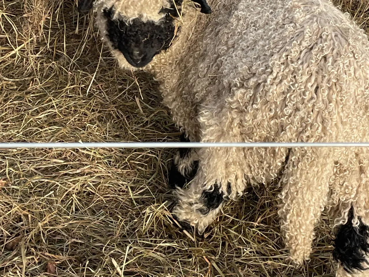 Billede 5 - Flot Valais Blacknose vædderlam 