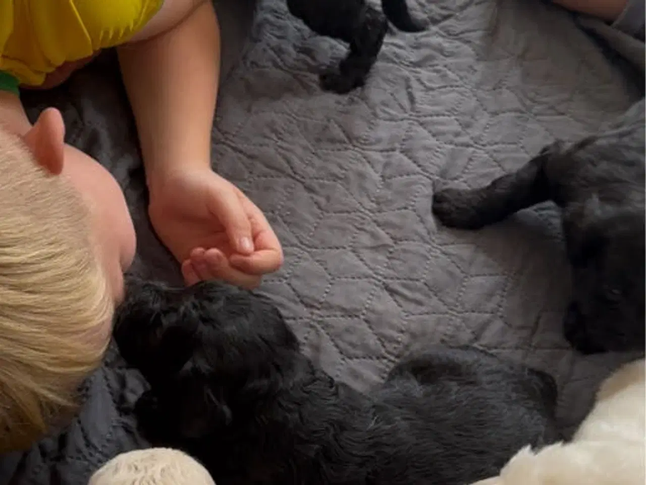 Billede 13 - Goldendoodles hvalpe 