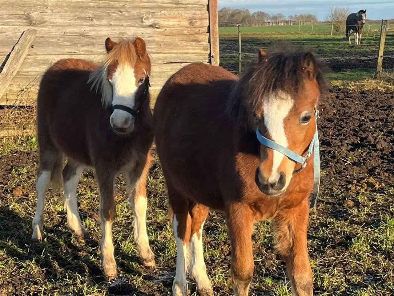 Billede 2 - To fine welsh sec. A hingste