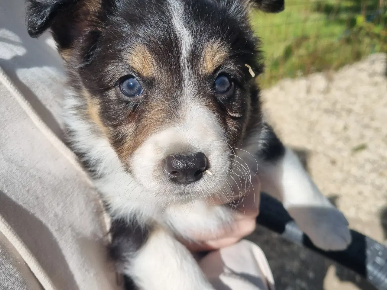 Billede 3 - Border collie tæve