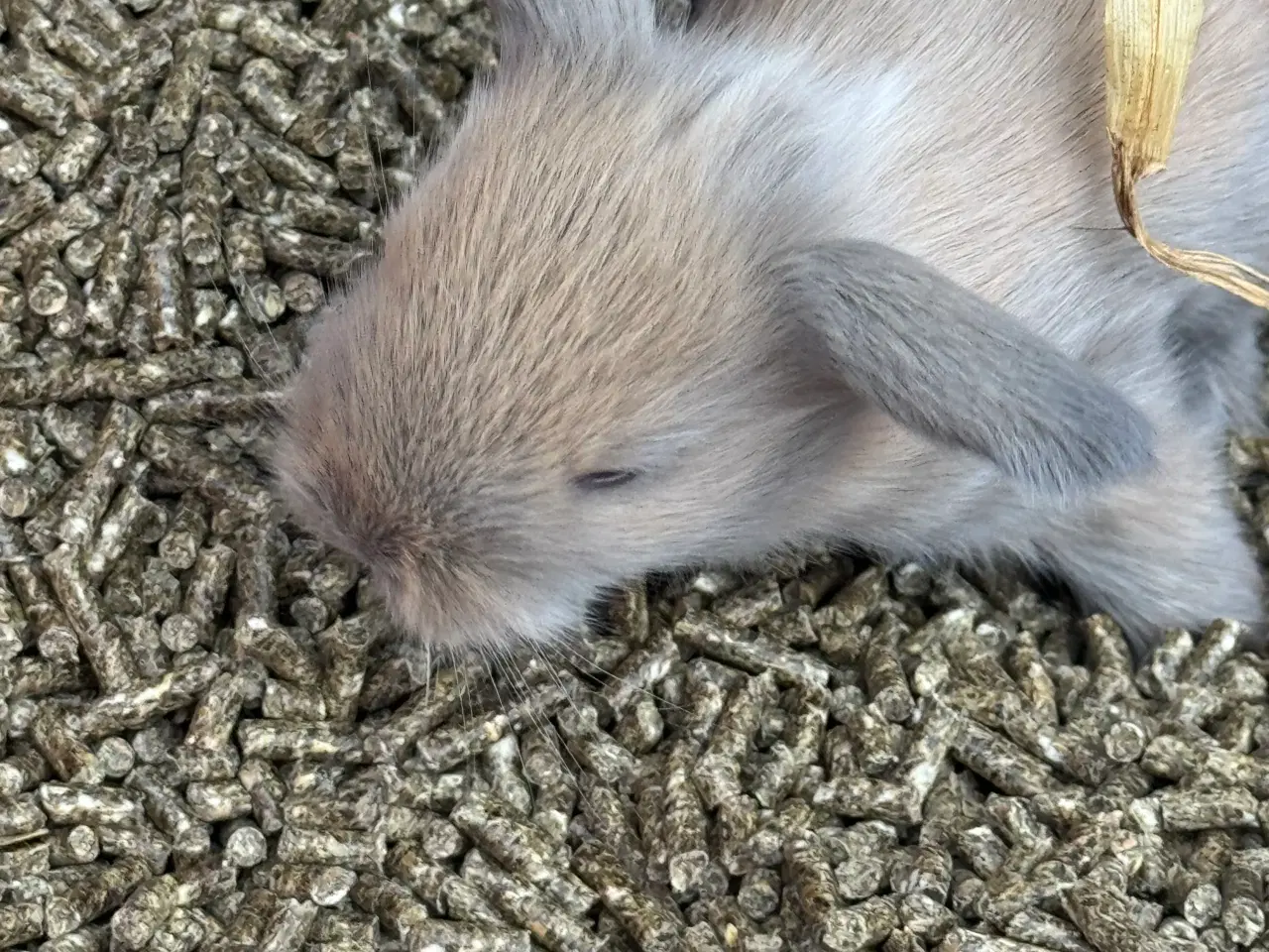 Billede 4 - Løvehoved unger