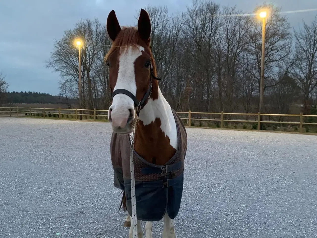 Billede 3 - Skønneste 4 års pinto vallak 