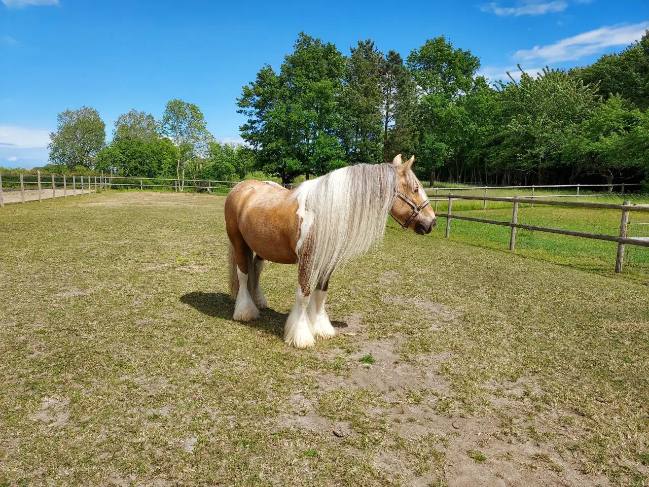 Billede 9 - Tinker/Irish cob