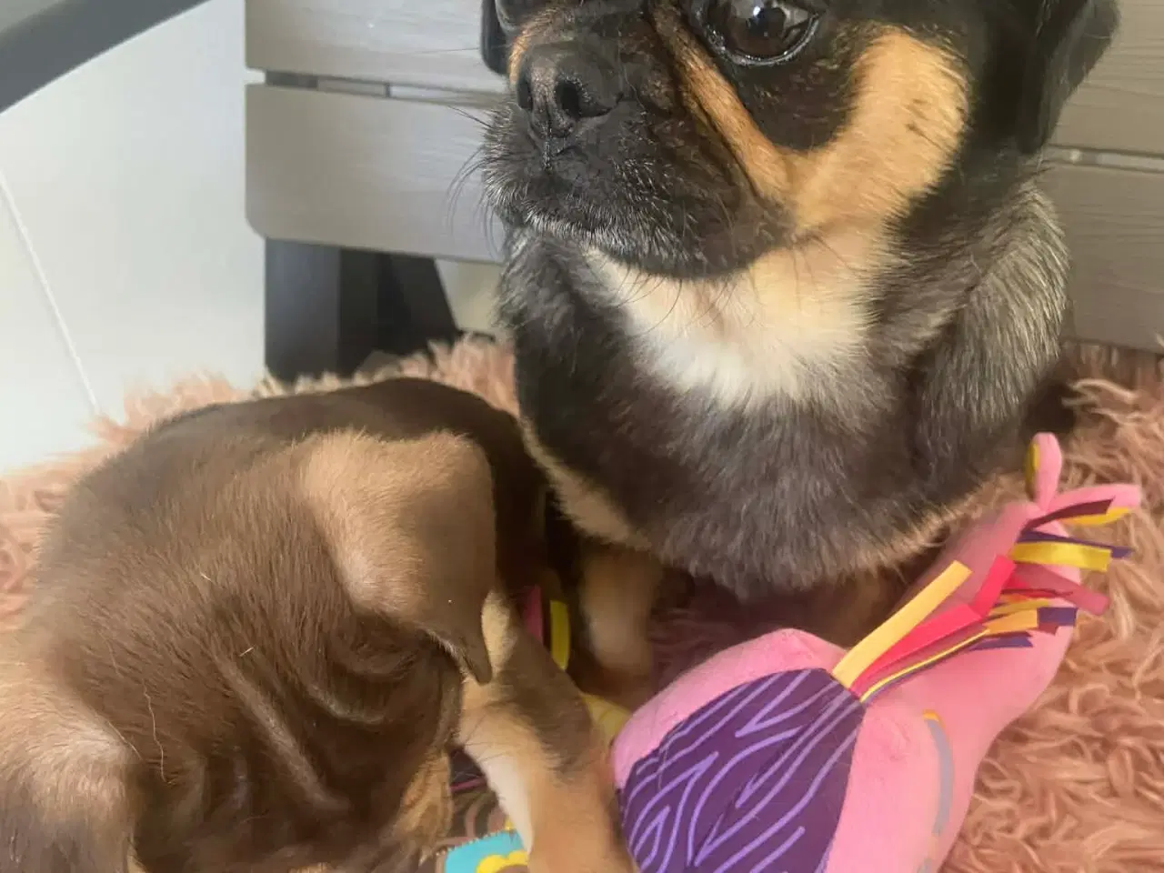 Billede 13 - Små søde blandingshvalpe 🐶