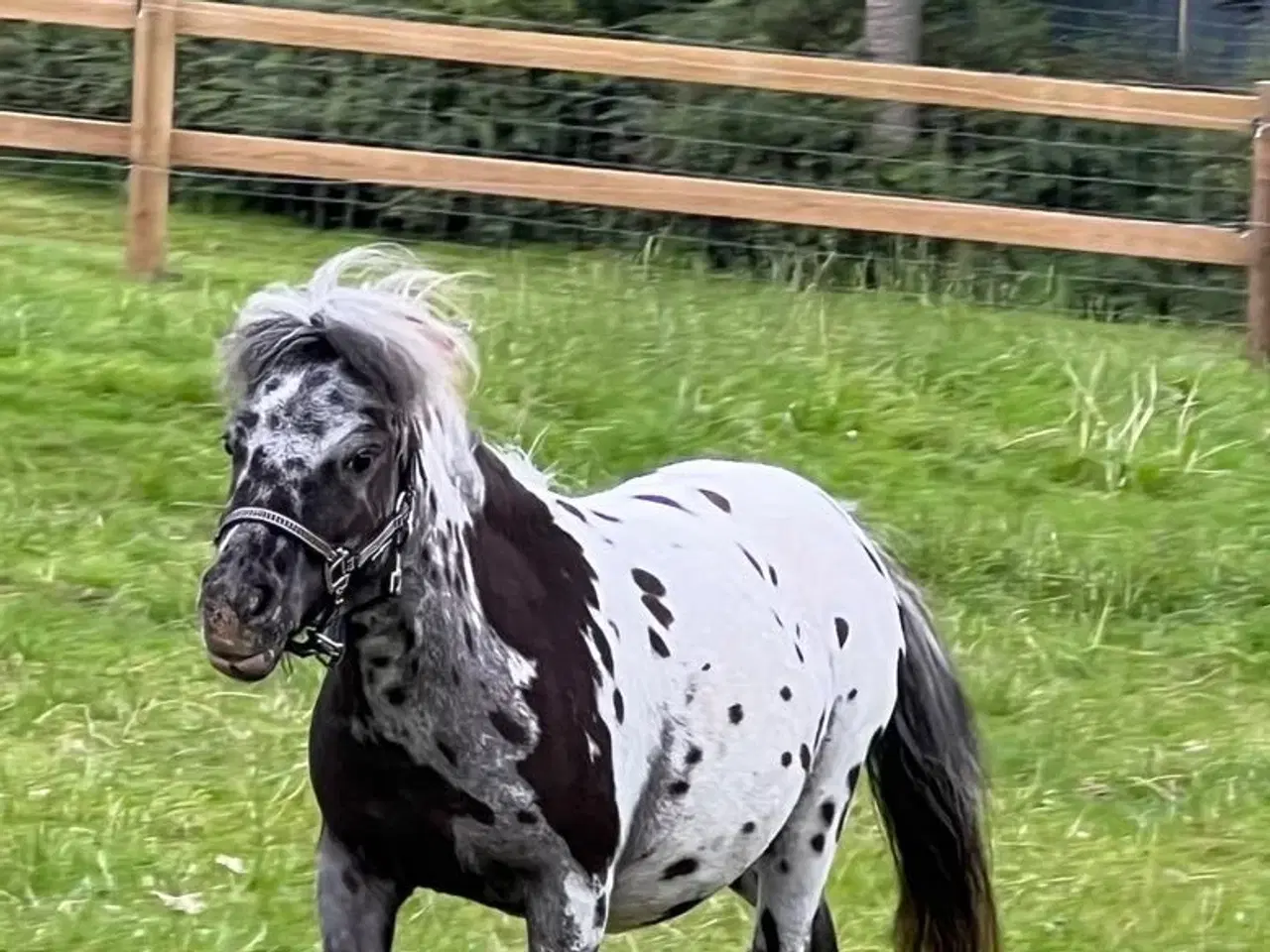 Billede 1 - Miniature Knabstrupper hoppe