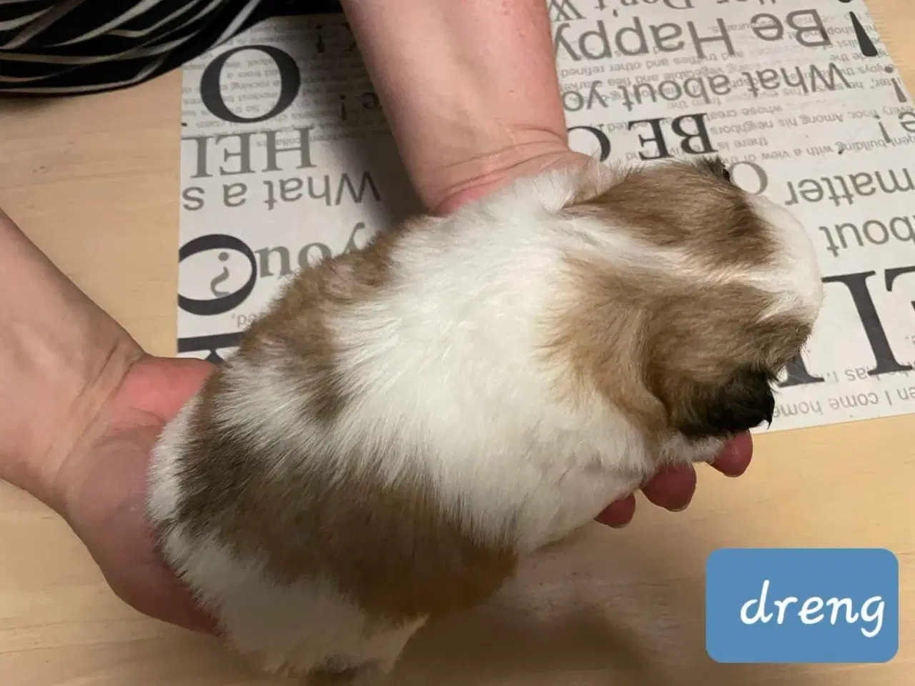 Billede 2 - Skønne blandings hvalpe 