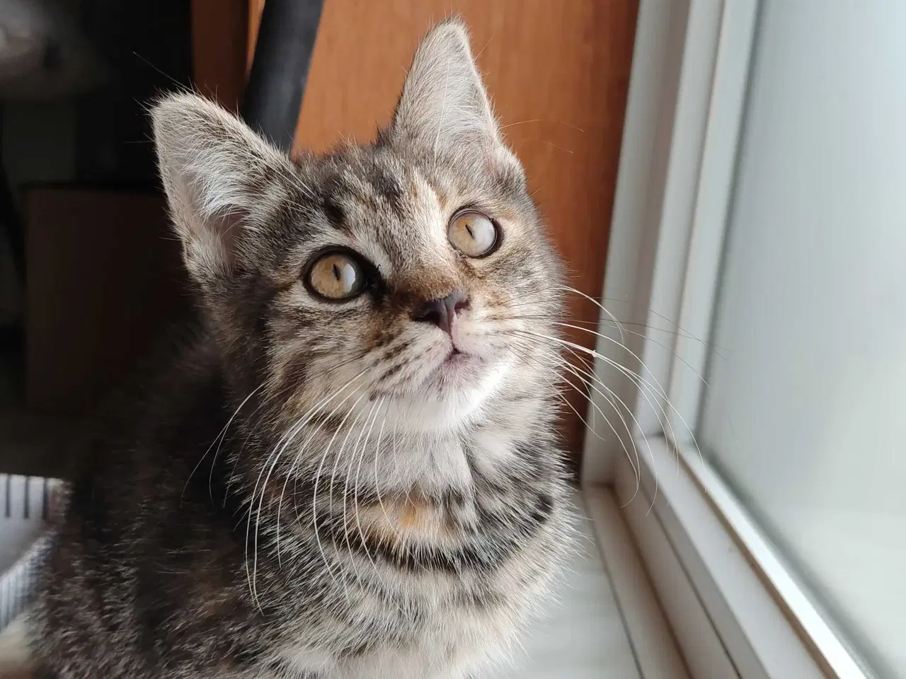 Billede 2 - Trefarvet Maine Coon Bla. 🐈