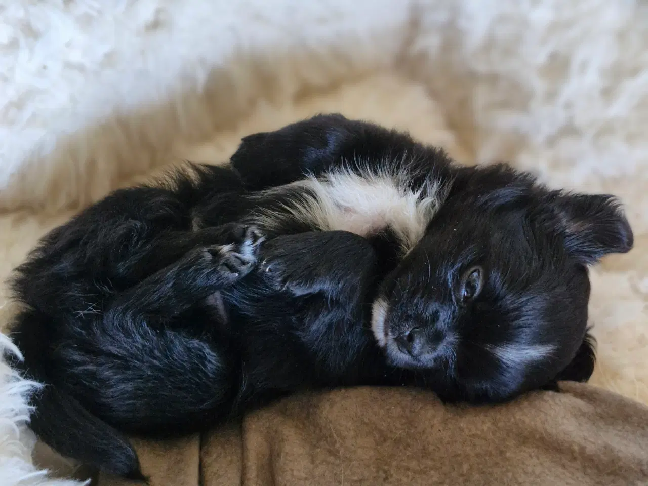 Billede 7 - Ægte chihuahua hvalpe 