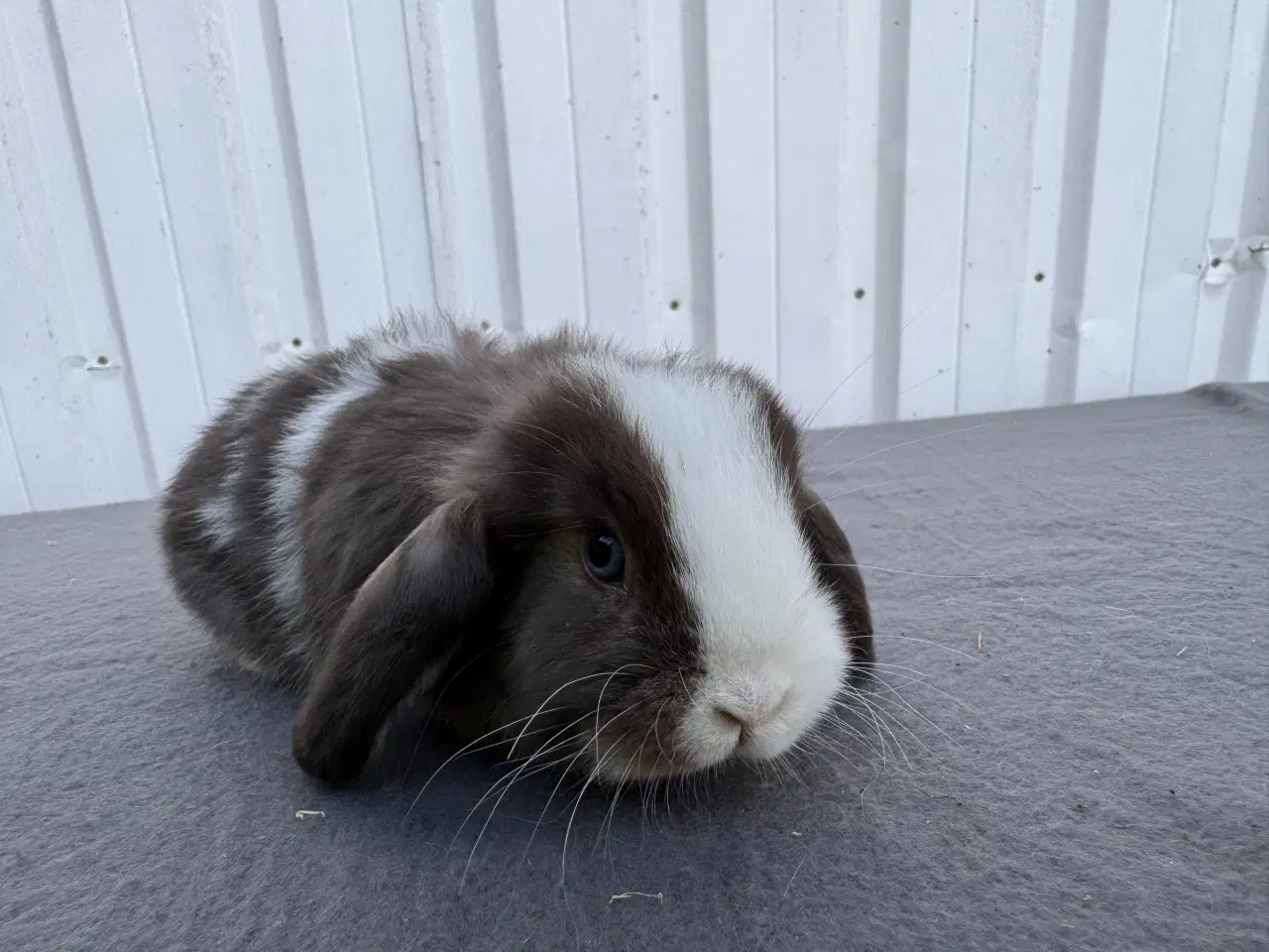 Billede 5 - Dværgvædder hankanin