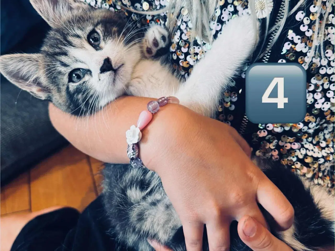Billede 8 - Maine coon  