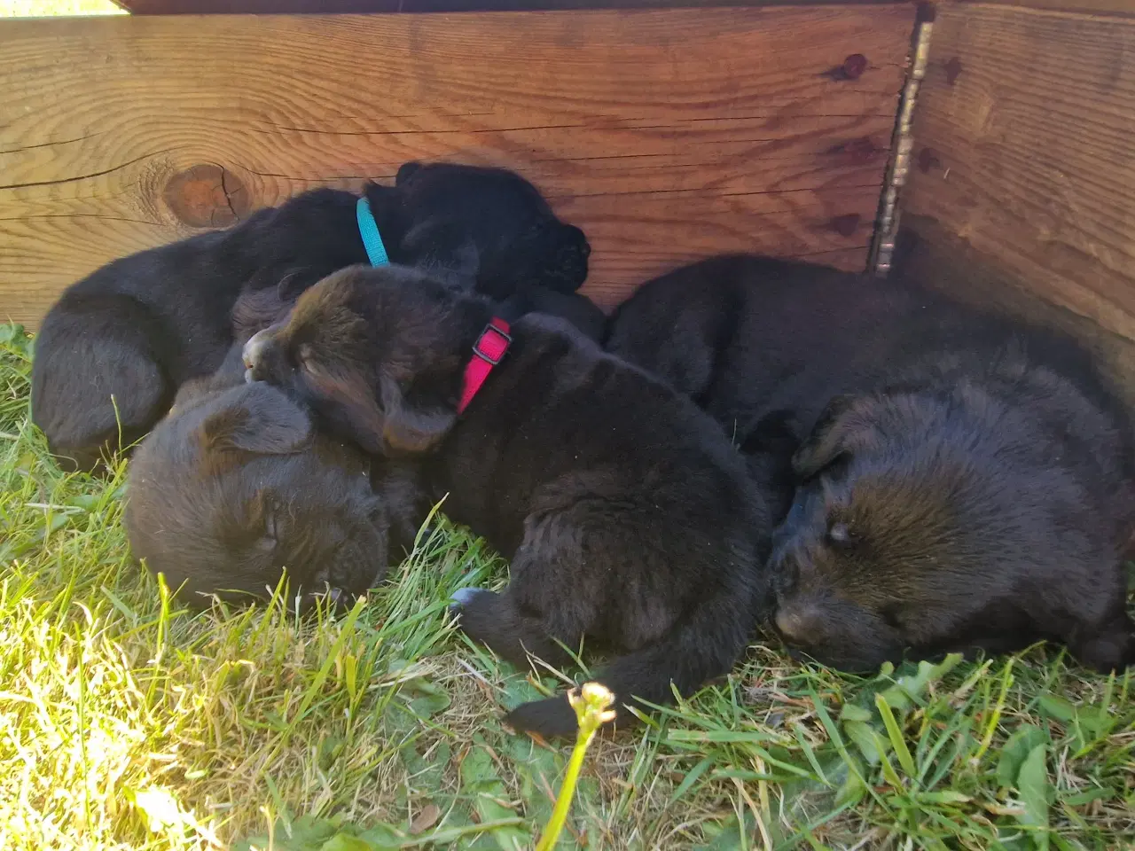 Billede 4 - Hunde hvalpe 