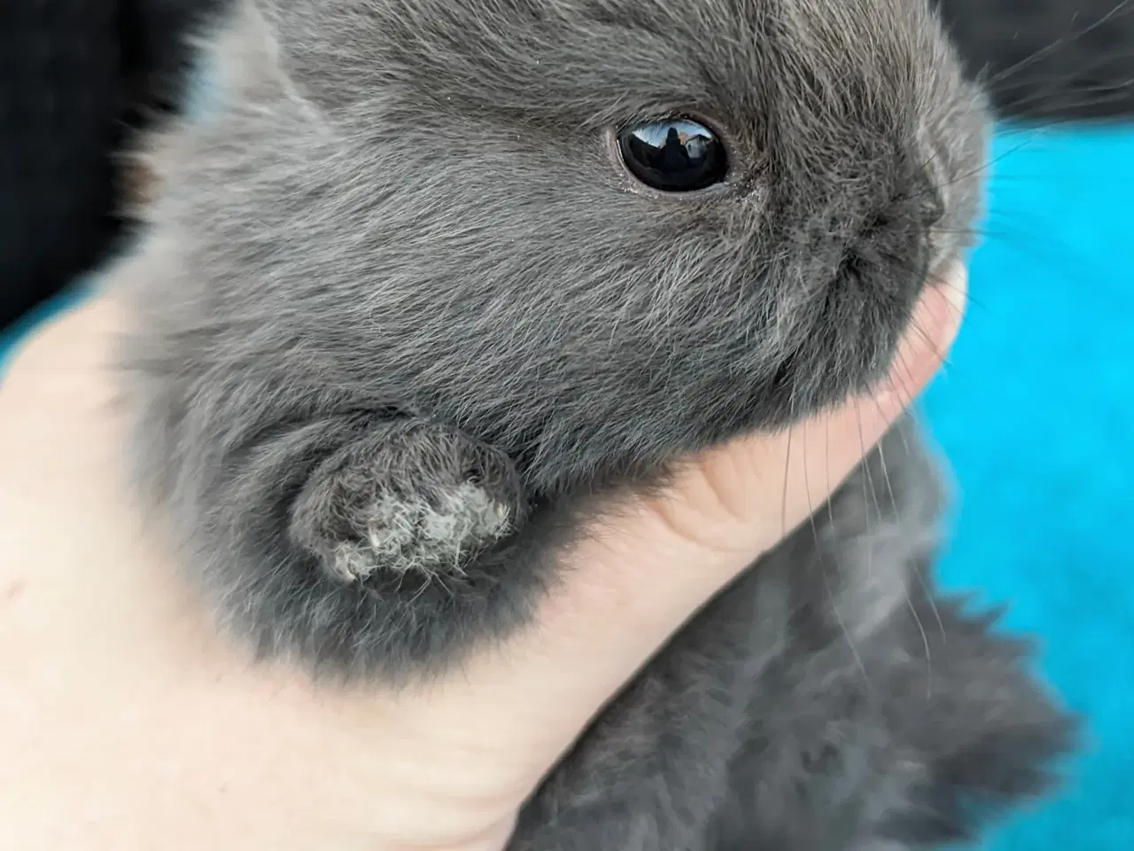 Billede 6 - Hermelin kaninunge sælges