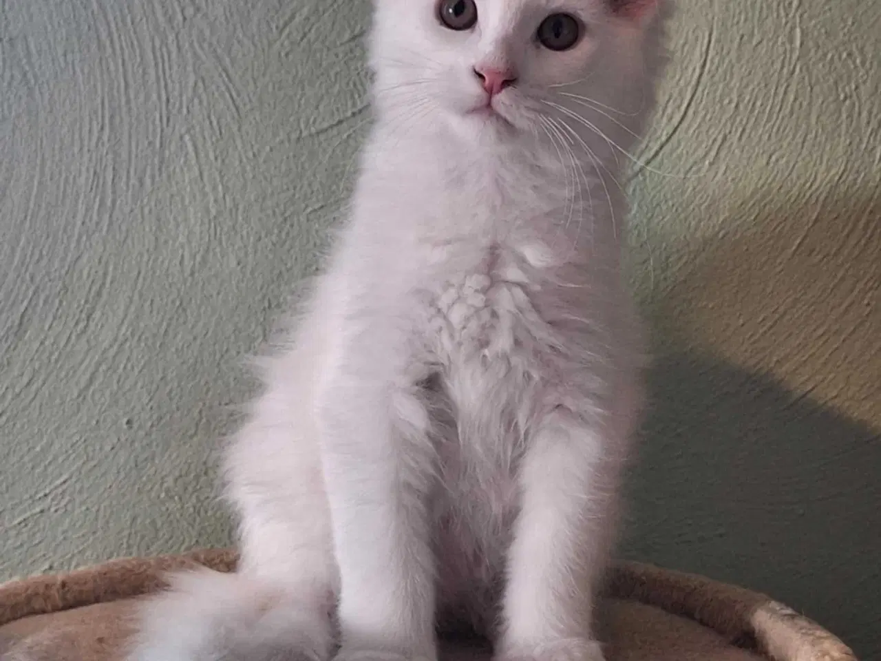 Billede 3 - Maine Coon killing m/stamtavle 