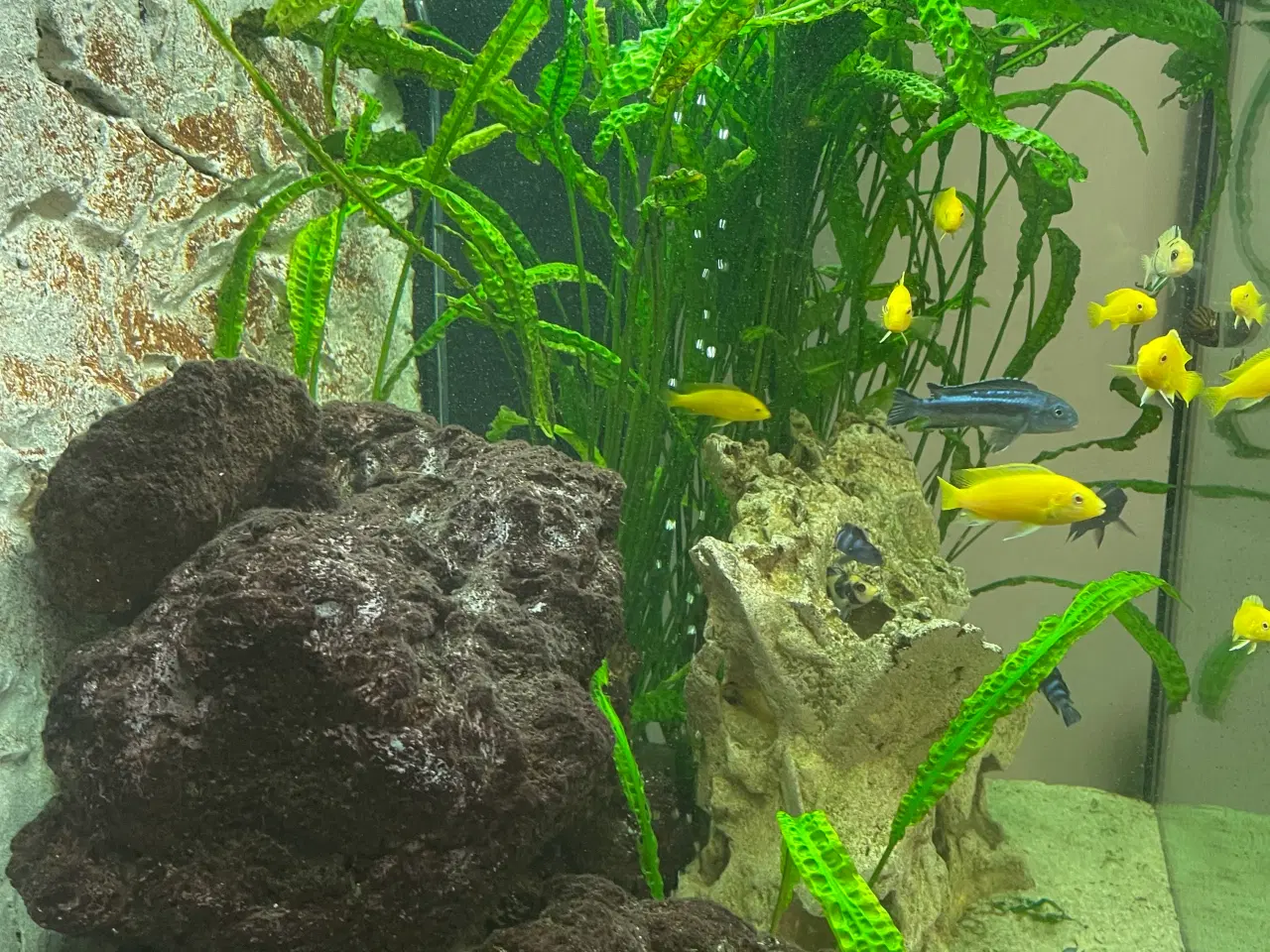 Billede 1 - Jubel 400l