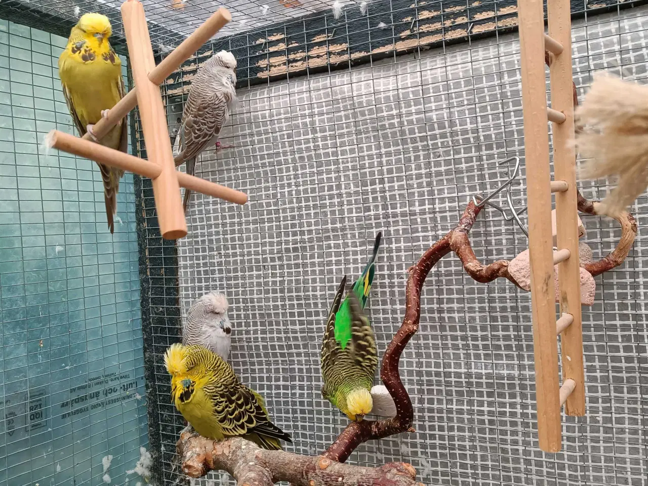 Billede 7 - Undulat familie søger nyt hjem.