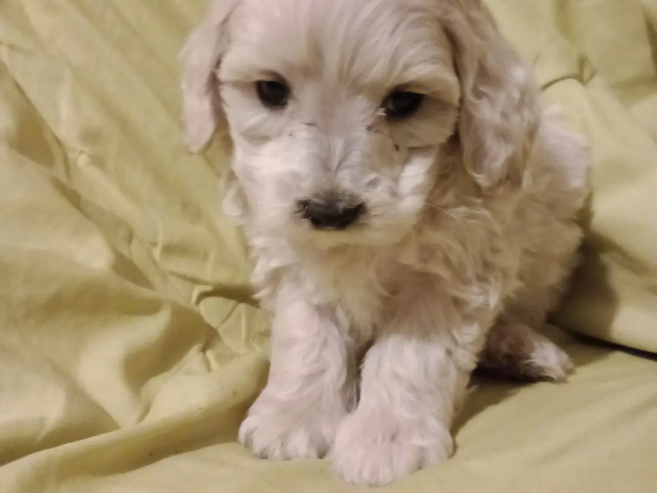 Billede 5 - Maltipoo hvalpe