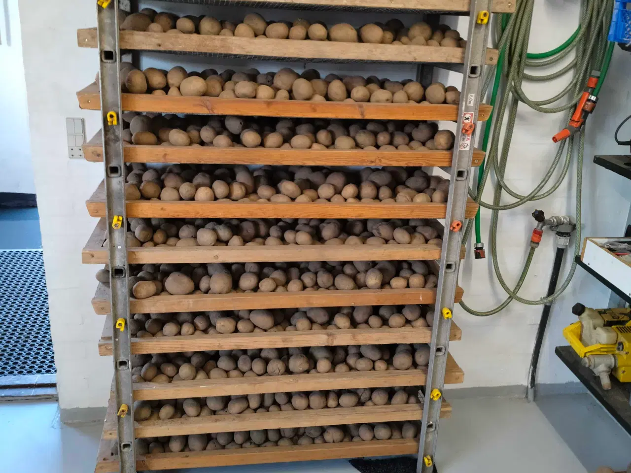 Billede 1 - Læggekartofler