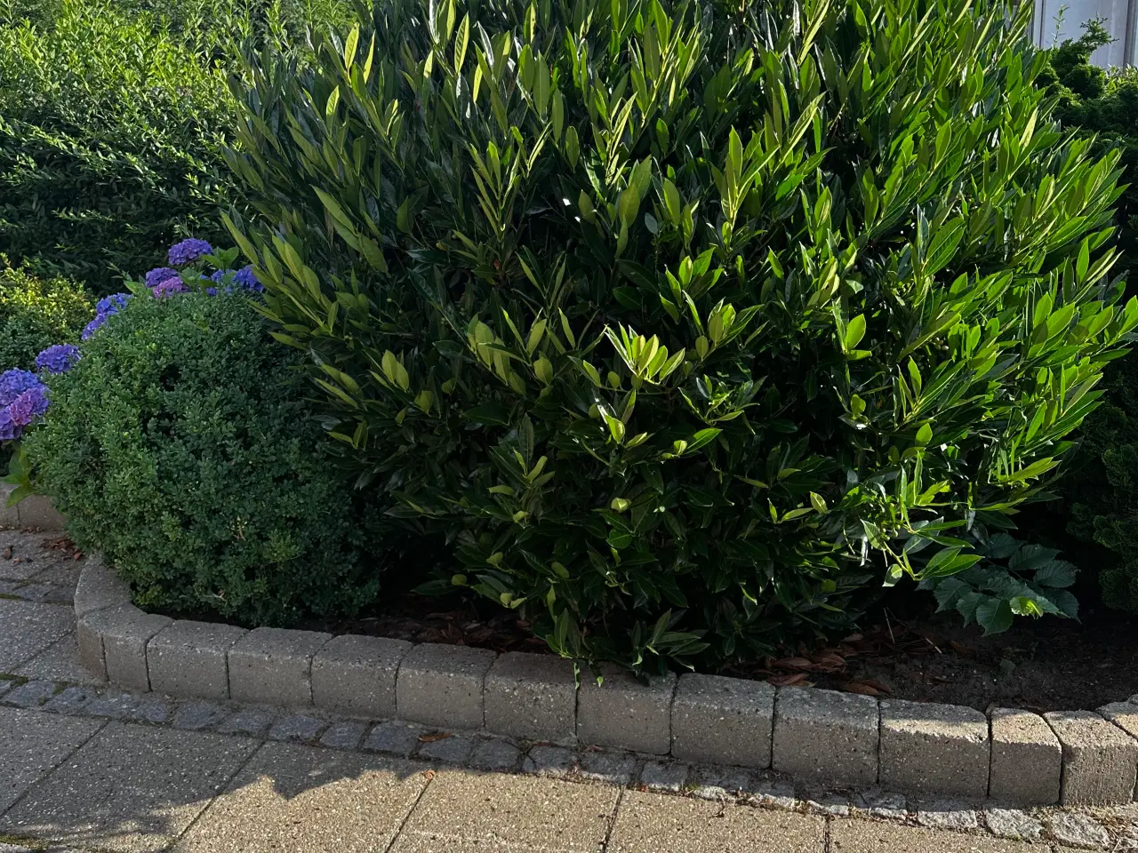 Billede 7 - Rhododendron, buskbom samt andre planter