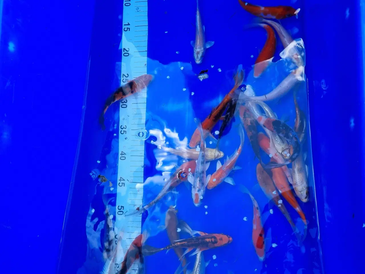 Billede 2 - Koi karper 
