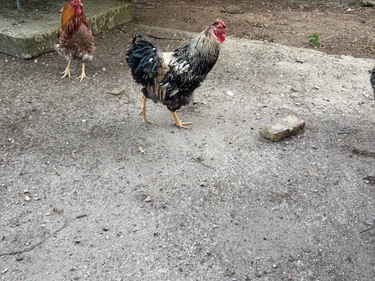 Billede 6 - Wyandotter haner