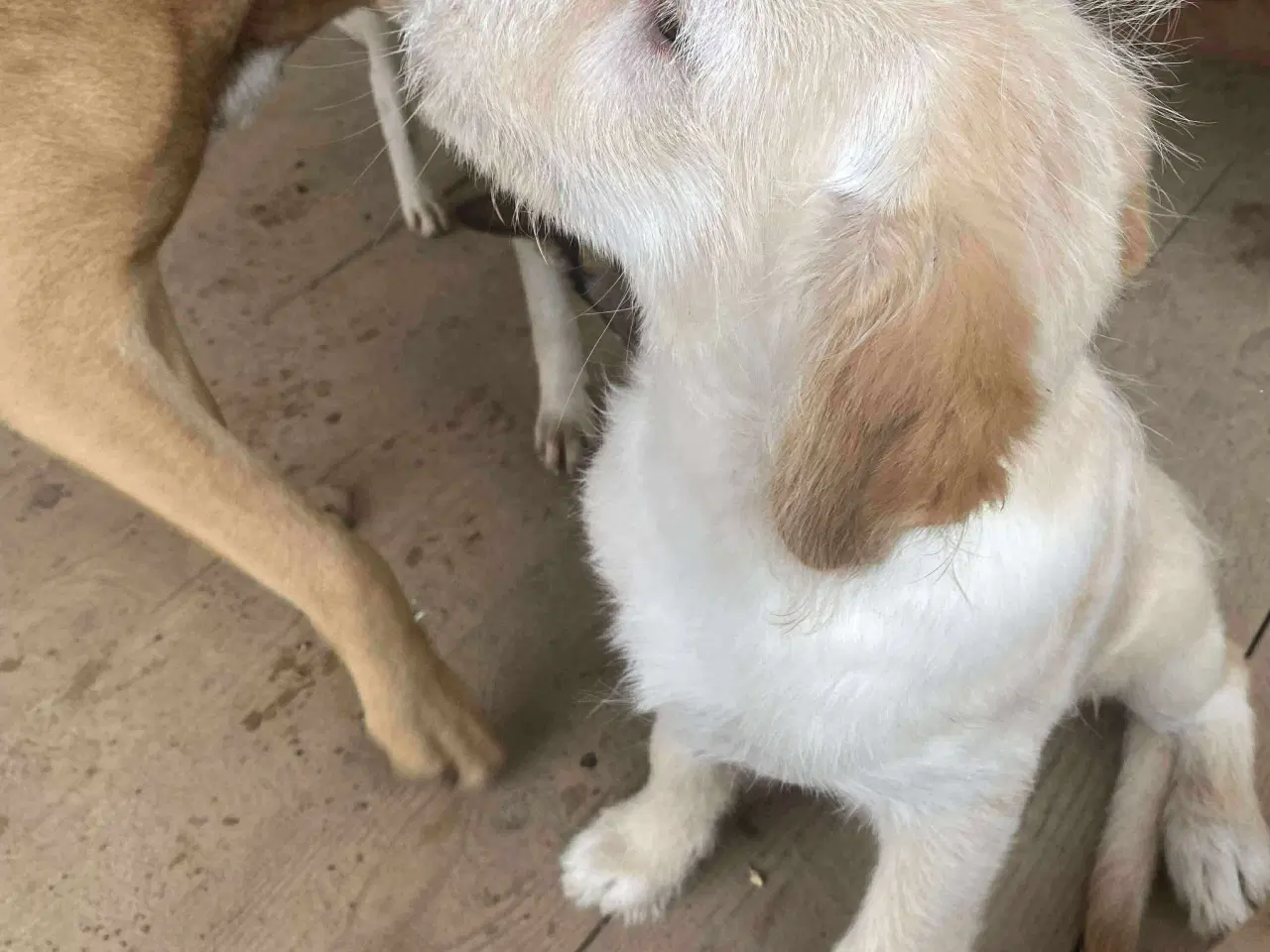 Billede 8 - Dejlige DJ søger sin helt egen familie 🥰