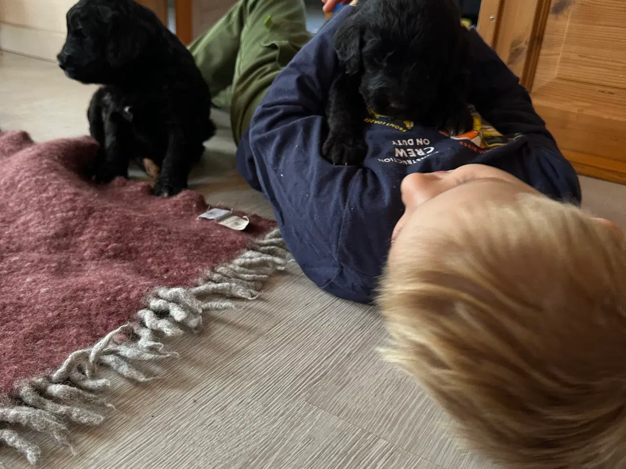 Billede 7 - Bernedoodles hvalpe