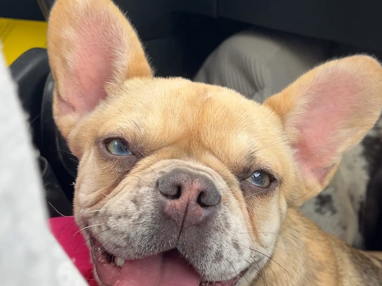 Billede 2 - Fransk bulldog 