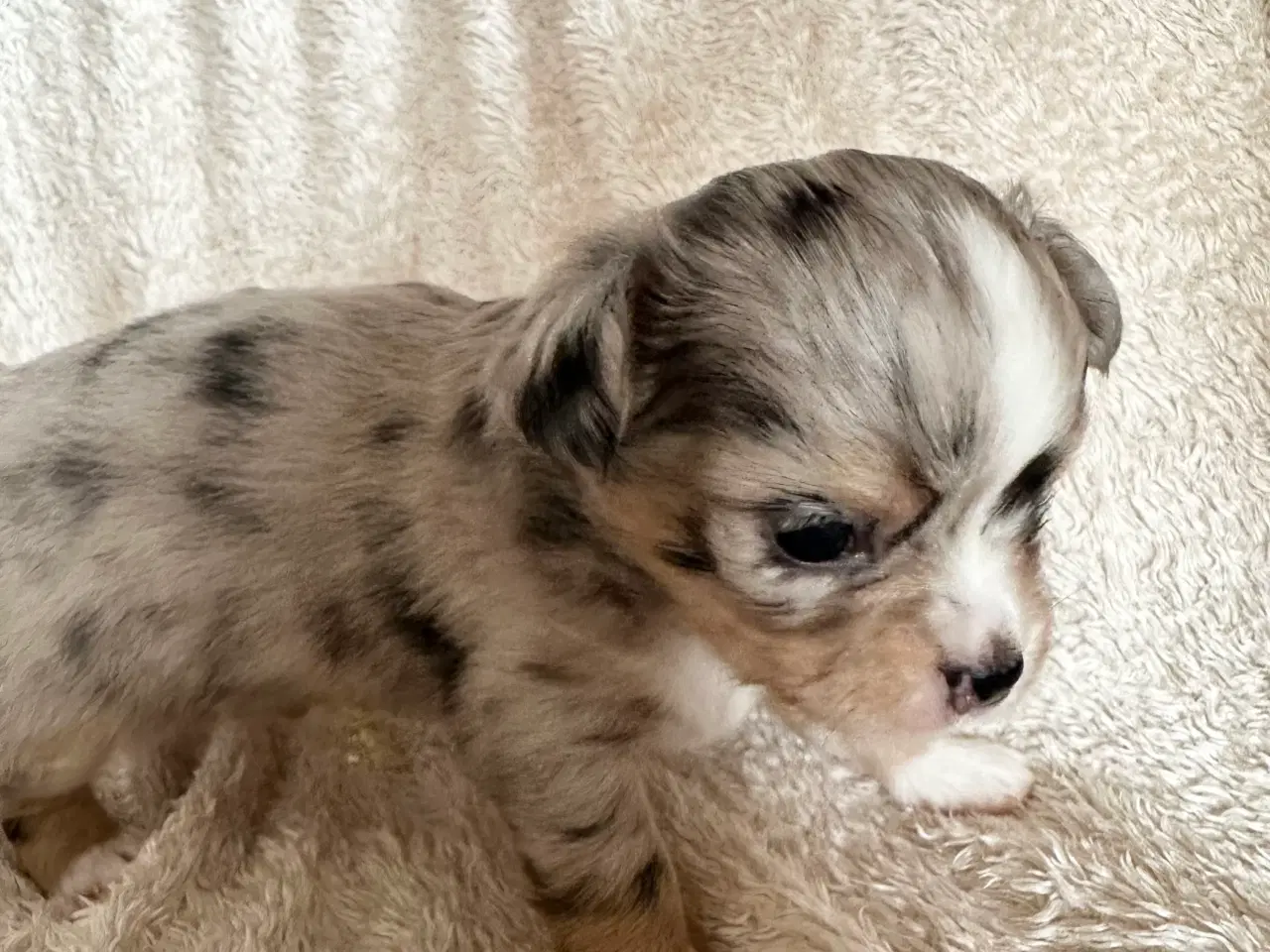 Billede 2 - Chihuahua