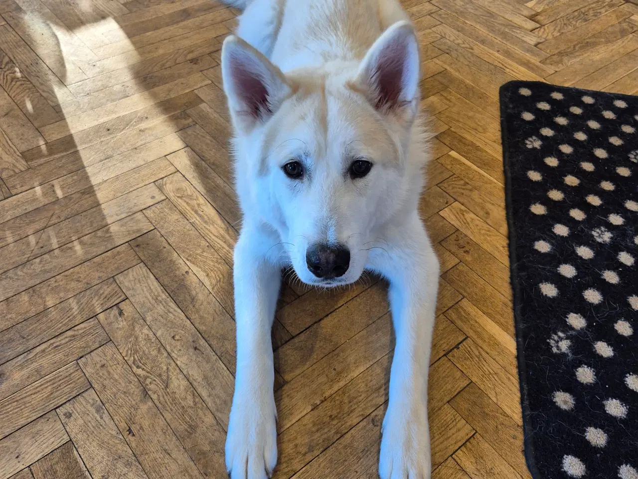 Billede 3 - Alaskan malamute/tjekkoslovakisk ulvehund 