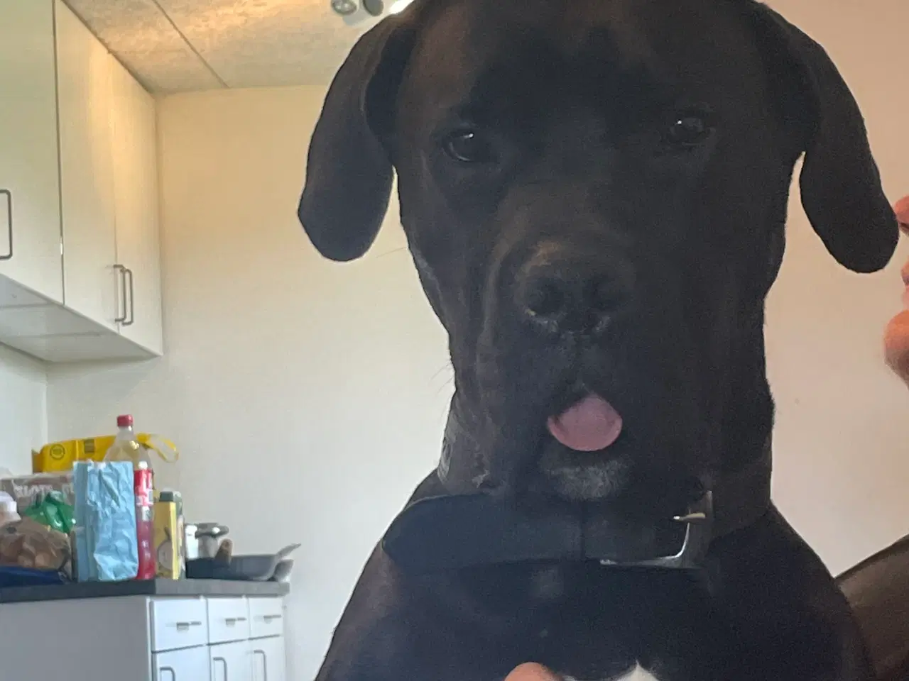 Billede 3 - Hanhund tilbydes til parring