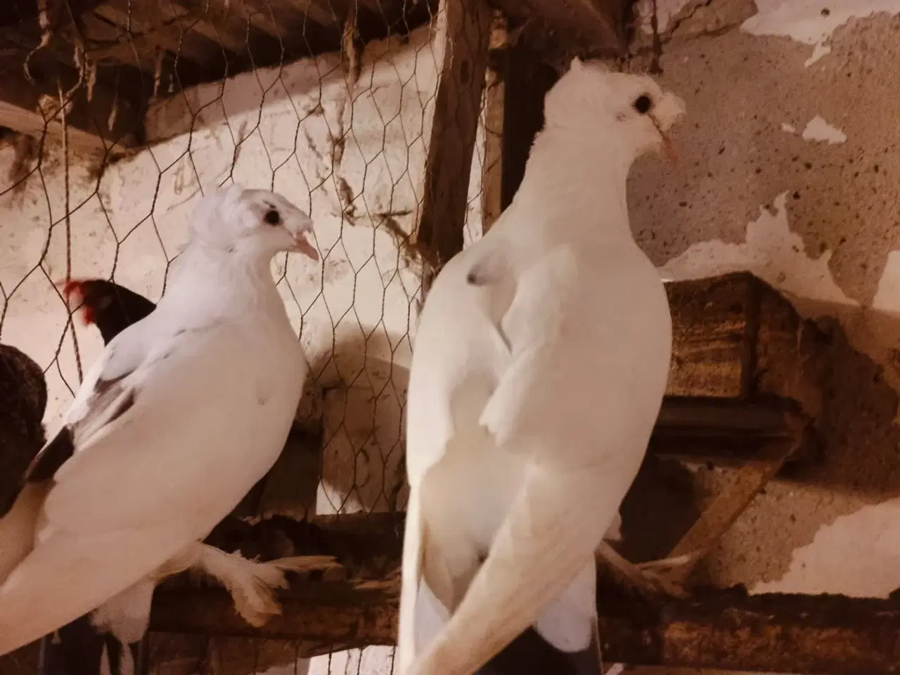 Billede 2 - Landbytrommere duer 