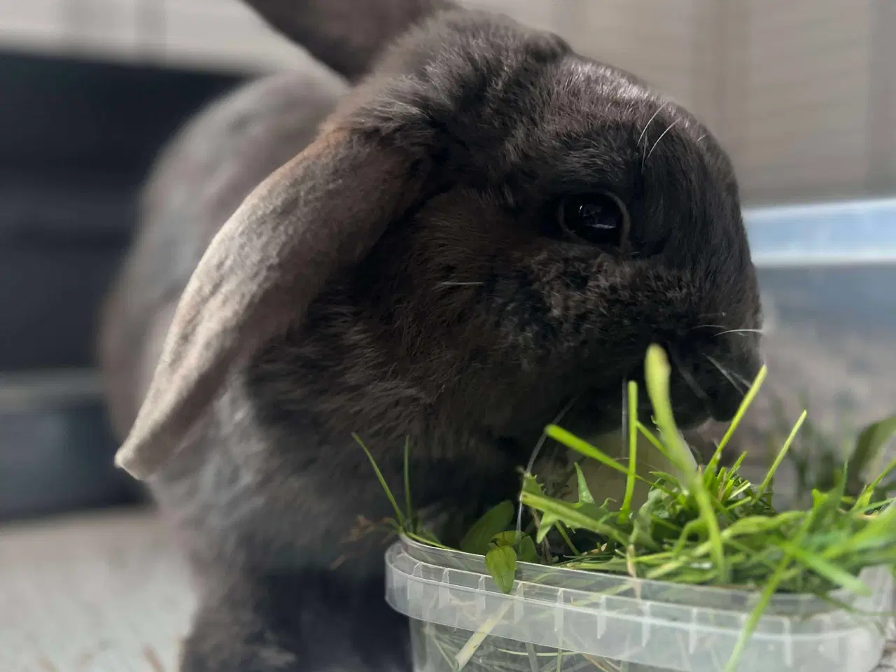 Billede 5 - Neutraliseret og vaccineret Floki