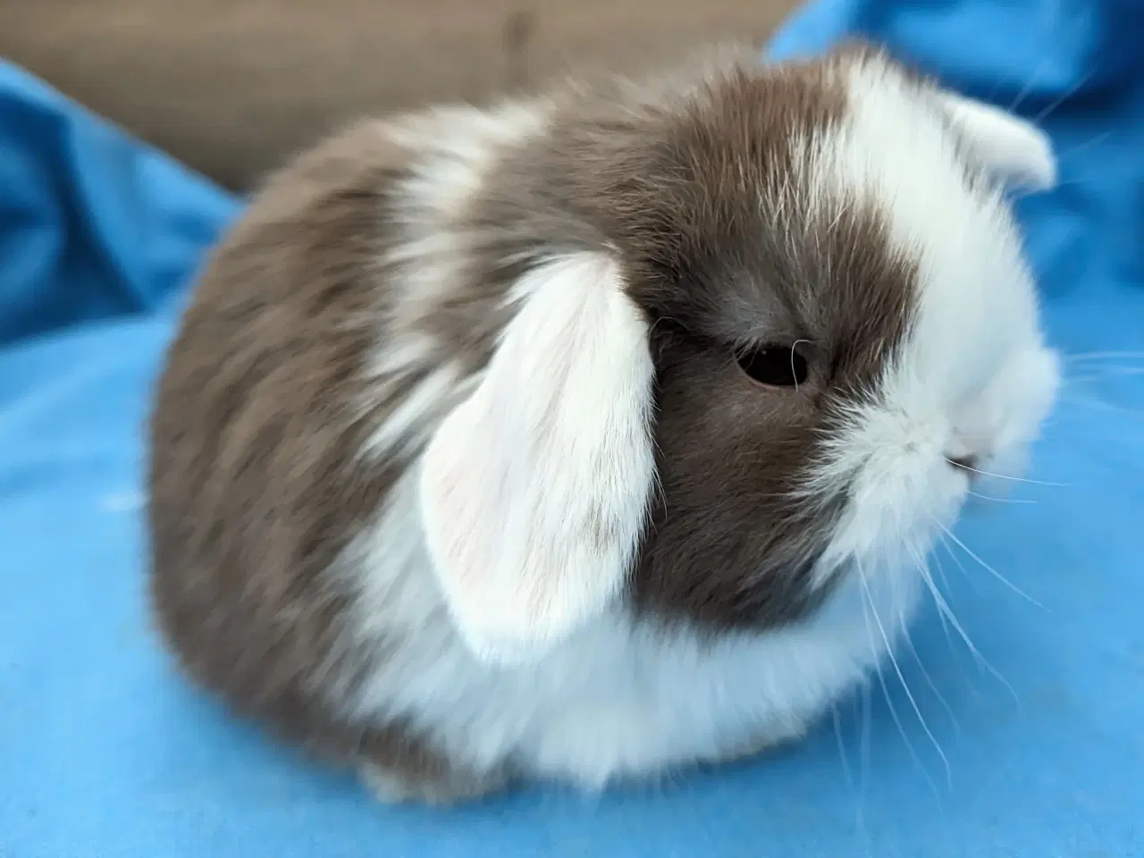 Billede 2 - Minilop kaninunge sælges 